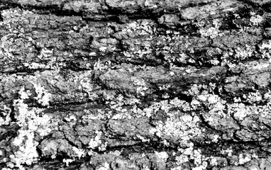 tree bark background