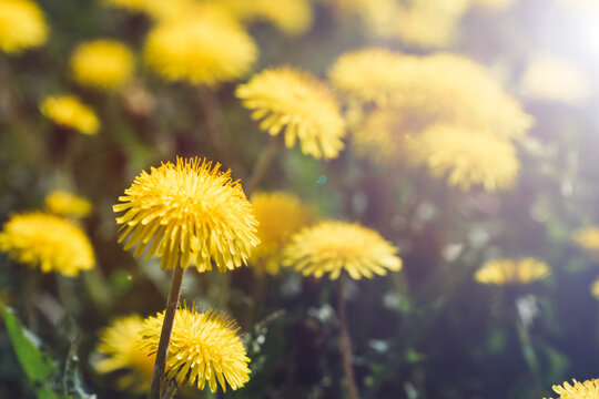 Close-up of bloom dandelions. Toned image. Summer concept.