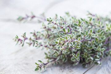 fresh thyme
