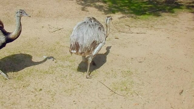 Ostriches in the Zoo, curious ostriches