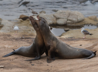 Two Sea Lions Fight