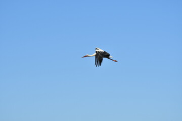 stork flying and walking on the meadow