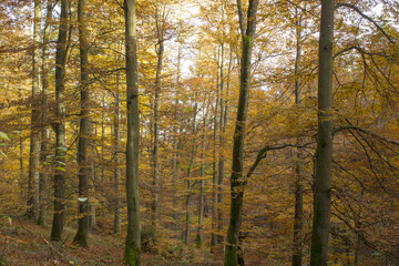 Fototapeta premium autumn in forest