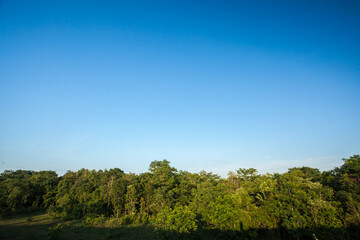 field, trees and blue sky