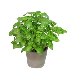 Pot de basilic