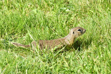 Squirrel lurking in the grass 
