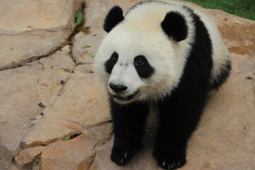Fototapeta premium A charming playful panda is sending a sweet smile to the audiences