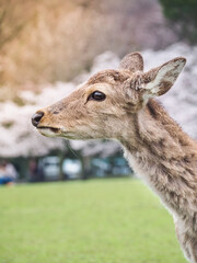 Cute deer in Nara Park, Nara City, Japan