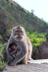 Monkey mother feeding its baby