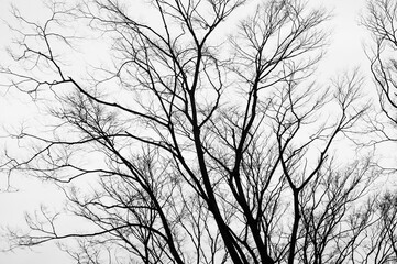 Silhouette dry branches pattern and texture background.