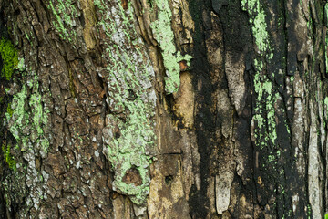 Green moss on the tree, Old Grey Bark Tree