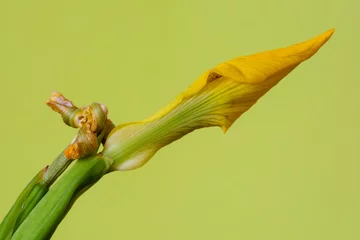 Cercles muraux Iris Gele iris