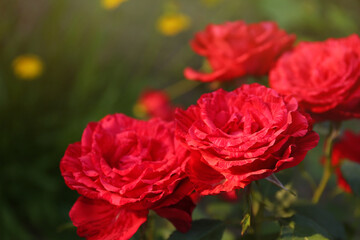 Beautiful red roses in garden