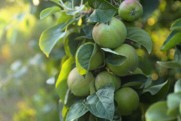 Green apples on a branch closeup