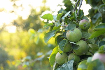 Green apples on a branch closeup