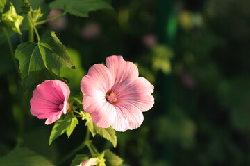 Fototapeta premium Beautiful flower in garden