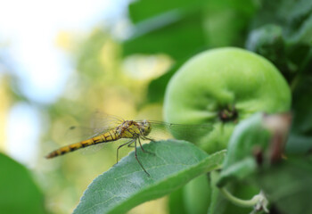 Small dragonfly on apple tree