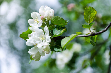 Spring in an orchard,beautiful blooming apple trees in spring park, cherry orchard, apple branch in bloom