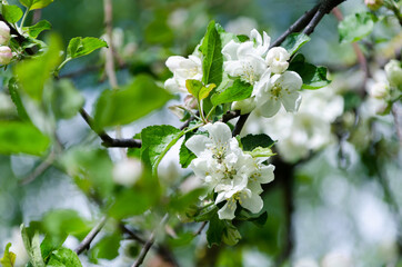Spring in an orchard,beautiful blooming apple trees in spring park, cherry orchard, apple branch in bloom