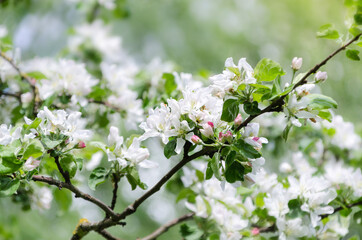 Spring in an orchard,beautiful blooming apple trees in spring park, cherry orchard, apple branch in bloom