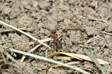 forest ants and anthill