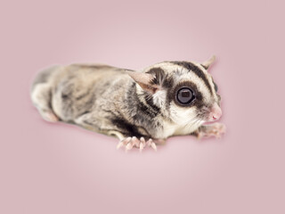 Close up of cute and small Sugar Glider.