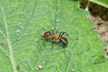forest ants and anthill