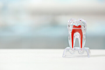 Artificial tooth model on table