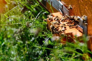 The bees at front hive entrance close-up. Apiculture.