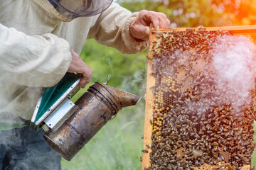 Beekeeper is working with bees and beehives on the apiary. Beekeeper fumigated bee smoker. Apiculture.