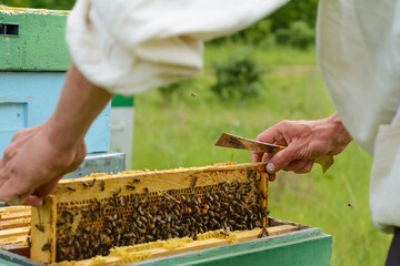 Beekeeper is working with bees and beehives on the apiary. Apiculture.
