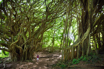 Male tourist admiring giant banyan tree on Hawaii. Branches and hanging roots of giant banyan tree on the Big Island of Hawaii