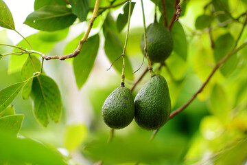 Bunch of fresh avocados ripening on an avocado tree branch - obrazy, fototapety, plakaty