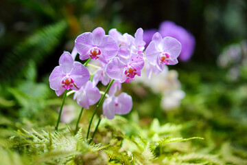 Beautiful orchids in natural environment in Tropical Botanical Garden of the Big Island of Hawaii