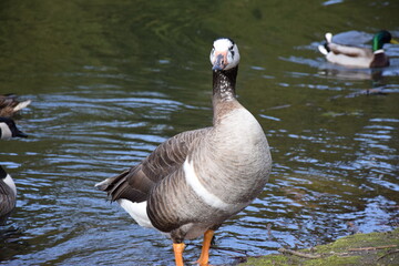 Gans