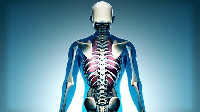 Internal Organs Get Sick in a Transparent Human Body Anatomical 3D Animation