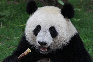 Obraz premium Fluffy Playful Panda in China