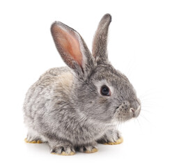 One gray rabbit.
