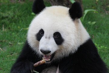Fluffy Playful Panda in China