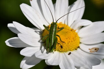 bug springs on the flower 