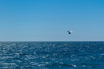 One seagull flying over the horizon of the sea