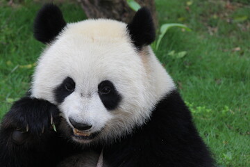 Naklejka premium Fluffy Playful Panda in China