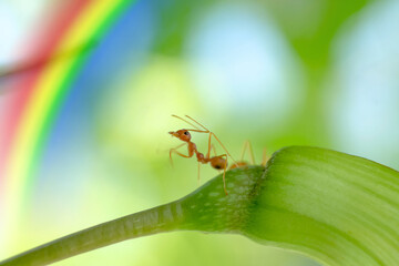 Macro image action of ant, ant standing