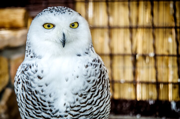Portrait of a white owl staring at the camera.