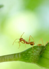 Macro image action of ant, ant standing