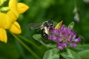 The bee polinates on the flower 