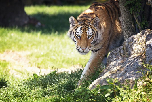Fototapeta Siberian tiger emerges from the undergrowth