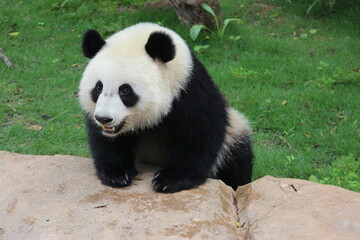 Fluffy playful panda in China
