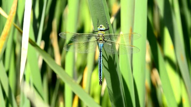 Gro&szlig;e K&ouml;nigslibelle, Anax imperator, m&auml;nnlich