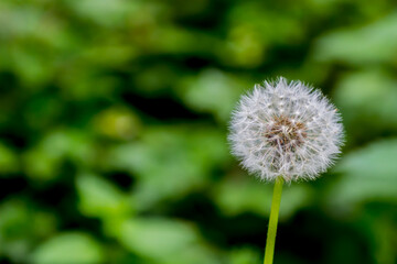 Naklejka premium dandelion